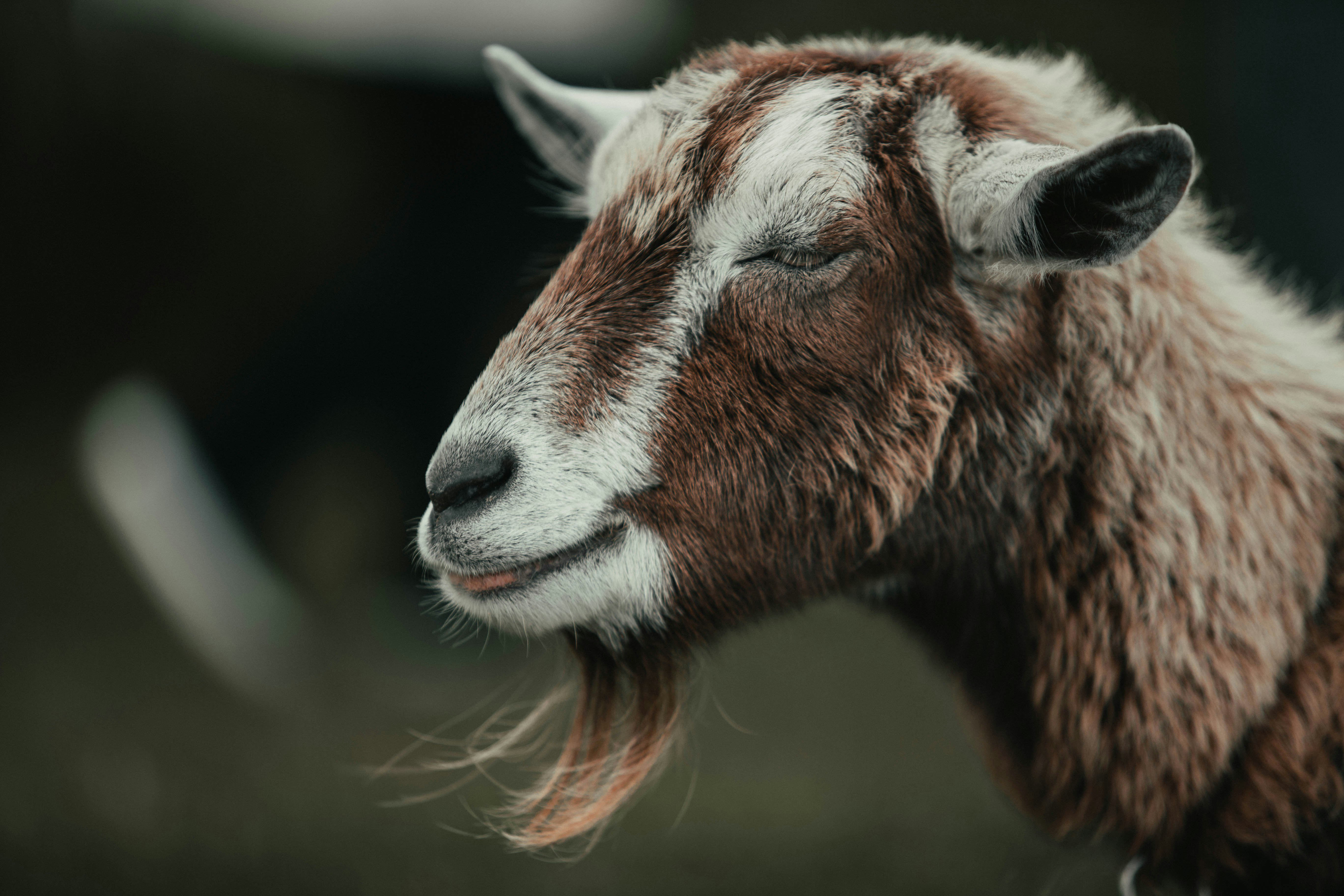 brown and white animal head